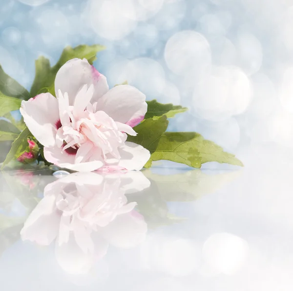 Imagen de ensueño de una flor de Althea Hibiscus rosa claro —  Fotos de Stock