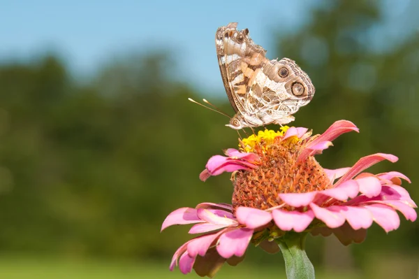 American Painted Lady on a Zinnia flower — Stock Photo, Image
