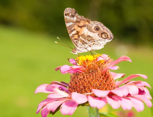 Amerikanska painted lady butterfly — Stockfoto