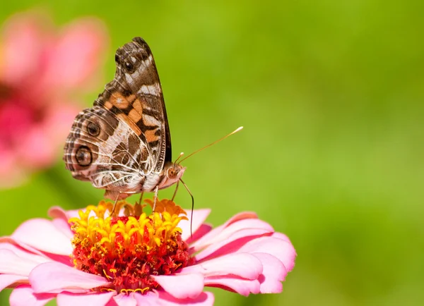美国绘女士蝴蝶在粉红色的百日草 — 图库照片
