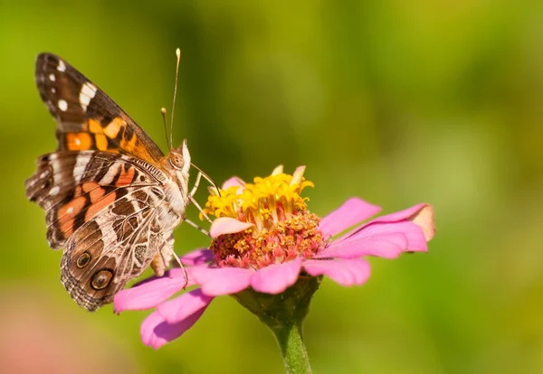 Amerikanisch bemalte Schmetterlingsdame füttert vor grünem Hintergrund — Stockfoto