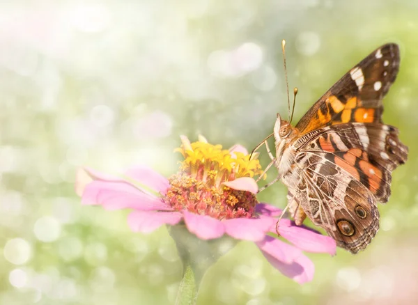 Мечтательный образ бабочки американской расписной леди — стоковое фото
