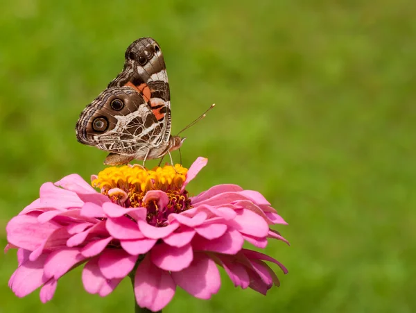 Colorida mariposa de dama pintada americana — Foto de Stock