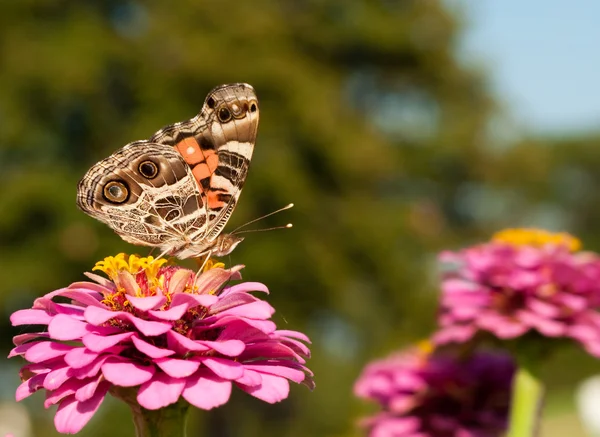 Американський пофарбовані леді метелик — стокове фото