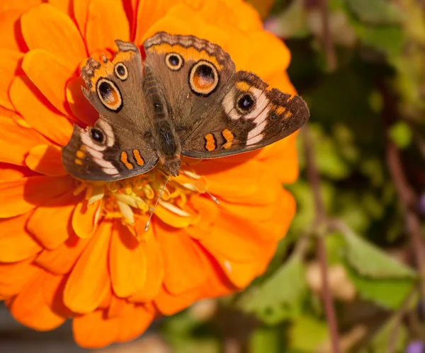 Buckeye-Schmetterling ernährt sich von einer orangefarbenen Zinnie — Stockfoto