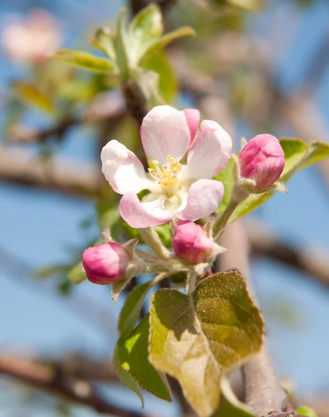ดอกแอปเปิ้ลเปิดในดวงอาทิตย์ฤดูใบไม้ผลิ — ภาพถ่ายสต็อก