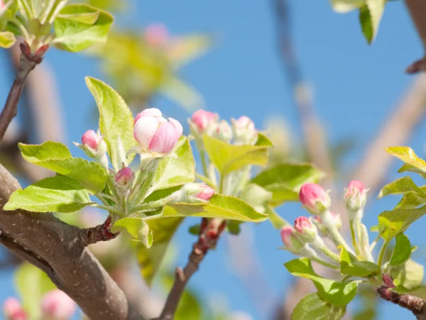 애플 꽃 봉 오리에 대 한 이른 봄 여 — 스톡 사진