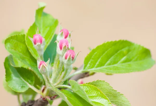 在早春的微妙粉色苹果芽 — 图库照片