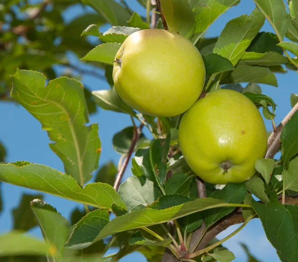 Deux pommes mûrissant dans un arbre — Photo