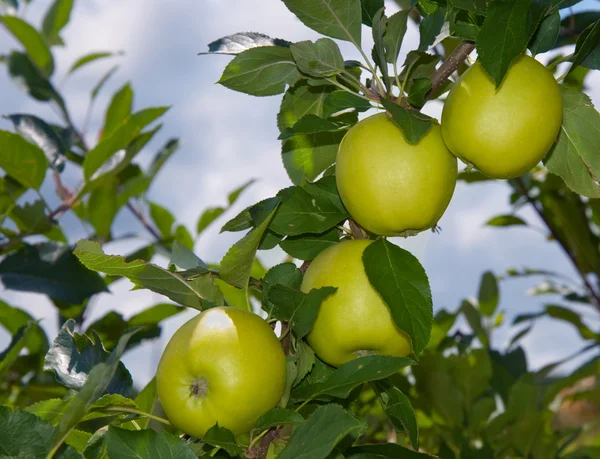 Jabłka dojrzewania w drzewie z zachmurzonego nieba — Zdjęcie stockowe