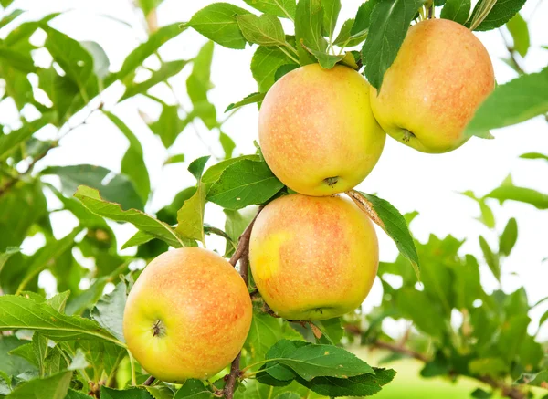 Четыре яблока созревают на дереве — стоковое фото