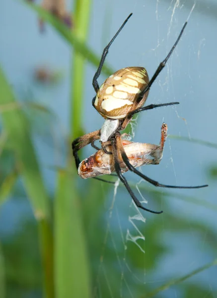 Aranha de argiope com presa — Fotografia de Stock