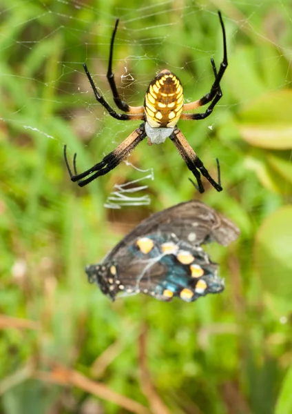 Weibliche schwarz-gelbe Argiope-Spinne mit ihrem Gebet — Stockfoto