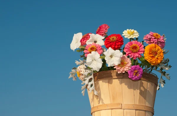 Colorful flowers in wooden bucket — Stock Photo, Image