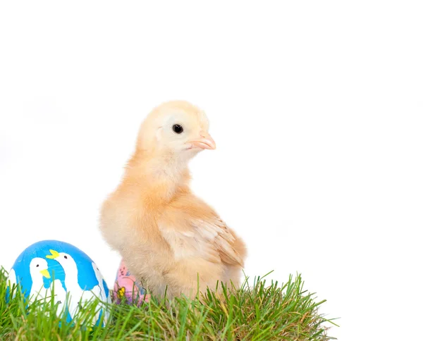 Zlaté barevné velikonoční kuřátko v trávě — Stock fotografie