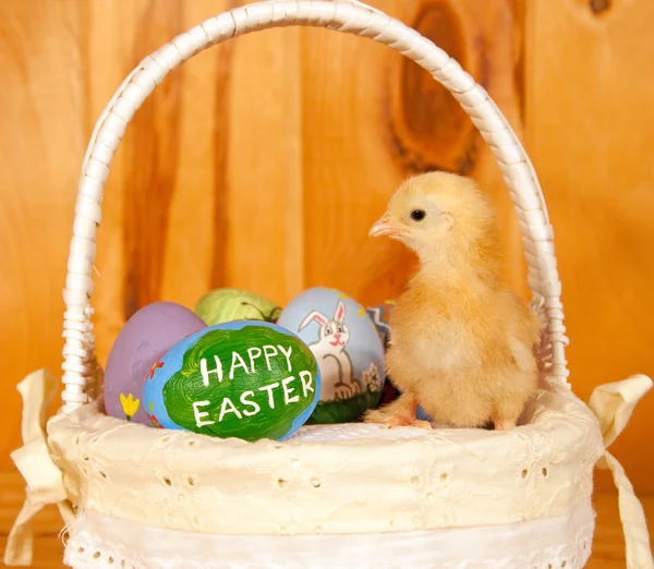 Pequeño pollito de Pascua en medio de los huevos de Pascua jadeado a mano — Foto de Stock