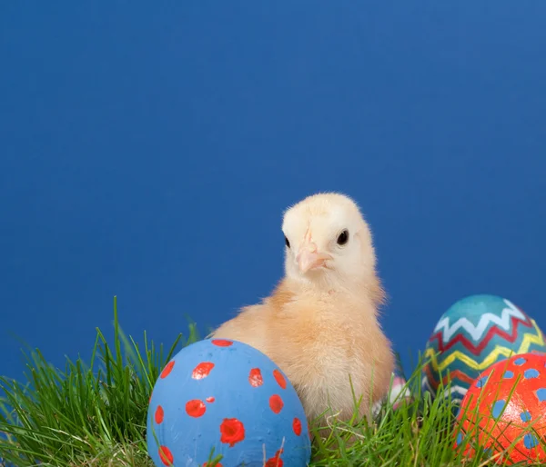 Buff coloreado Pascua polluelo en la hierba —  Fotos de Stock