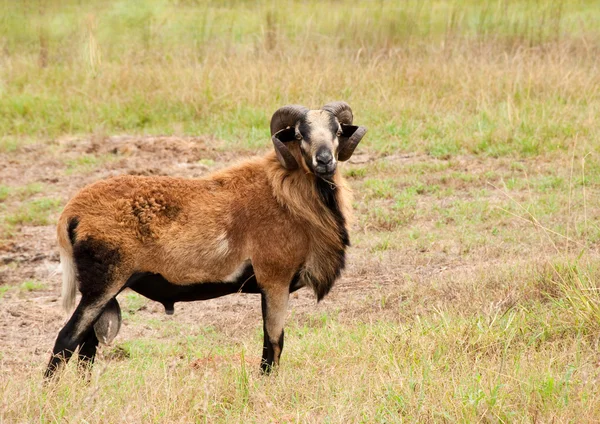 牧草地でハンサムな黒と黄褐色の ram — ストック写真
