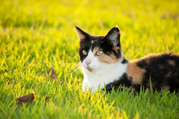 Gyönyörű calico macska fű, ragyogó napsütés — Stock Fotó