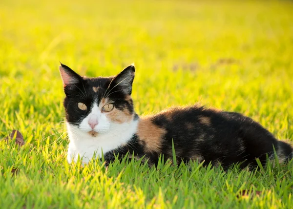 Красива, різнокольорова кішка в траві в яскравому сонячному світлі — стокове фото