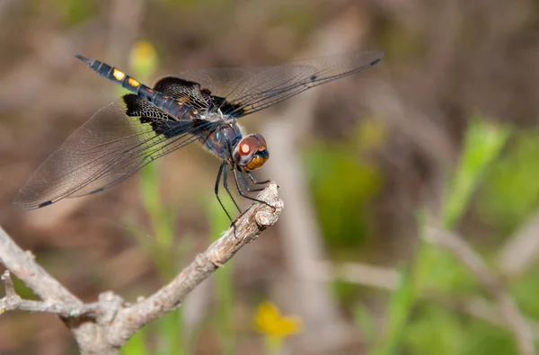 Svart sadelväska dragonfly vilar på en kvist — Stockfoto