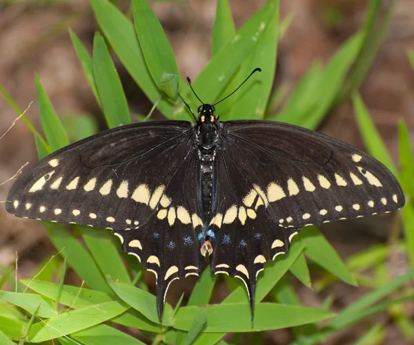 Çimenlerin üzerinde dinlenme Doğu siyah swallowtail — Stok fotoğraf