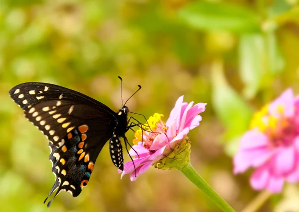 Eastern Black Swallowtail butterfly feeding on a tiny pink Zinnia — Stock Photo, Image