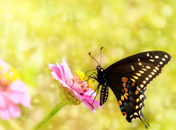 Marzycielski obraz wschodniej czarny swallowtail motyl — Zdjęcie stockowe