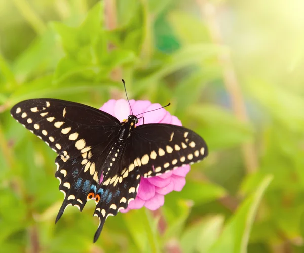 Vista dorsal de una mariposa cola de golondrina negra oriental — Foto de Stock