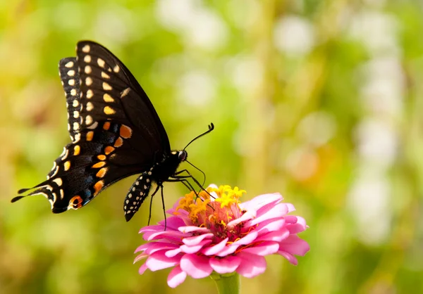 Ventral görünümünü bir Doğu siyah swallowtail — Stok fotoğraf