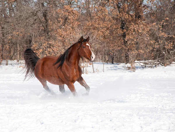 Röd bay häst körs i djup snö — Stockfoto