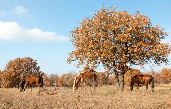 Cena serena de três cavalos pastando — Fotografia de Stock