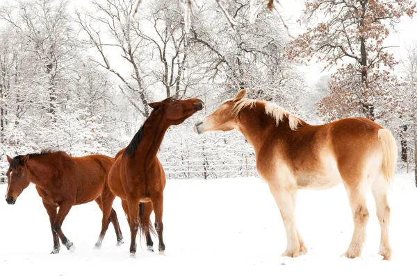 Deux chevaux jouant dans la neige — Photo