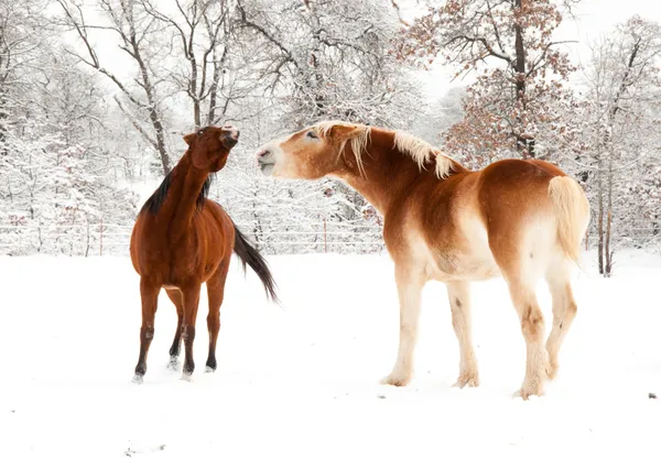 Starý kůň a mladé koně, hraní ve sněhu — Stock fotografie