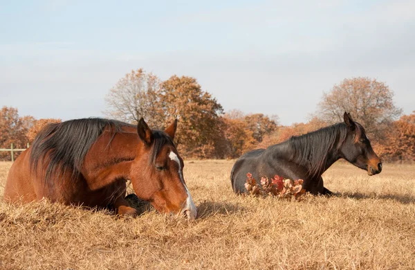 Две лошади спят в траве — стоковое фото