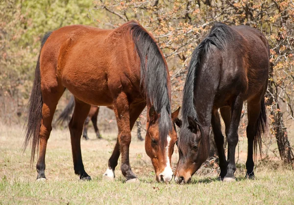 Deux chevaux mangeant de l'herbe printanière, nez à nez — Photo
