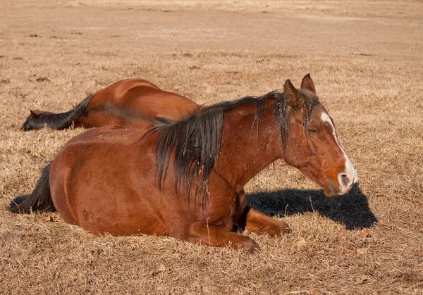 Dos caballos tumbados, tomando sus siestas de la tarde — Foto de Stock