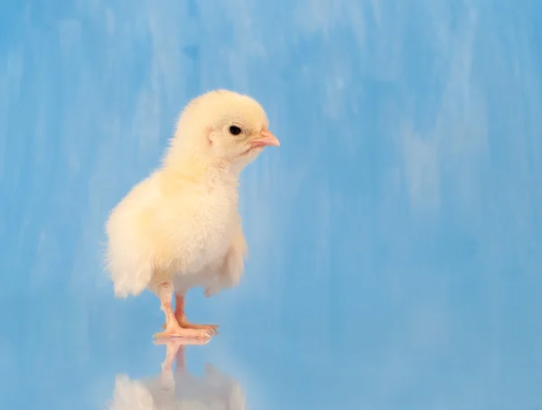 Roztomilý malý velikonoční kuřátko — Stock fotografie