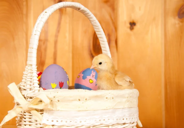 复活节小鸡坐在一个篮子里 — 图库照片