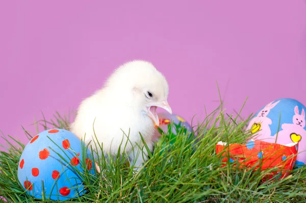 Yellow Easter Chick with its beak open — Stock Photo, Image