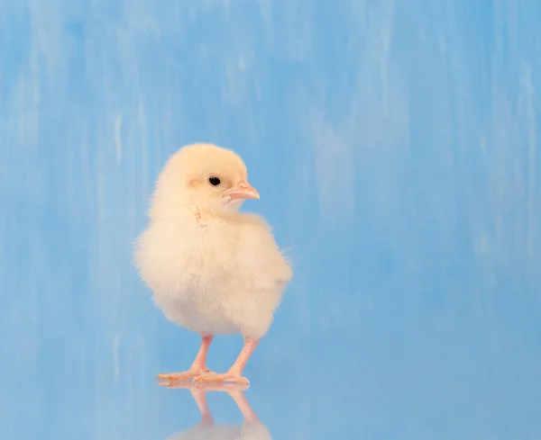 Małe blady żółty Wielkanoc chick na niebieskim tle — Zdjęcie stockowe