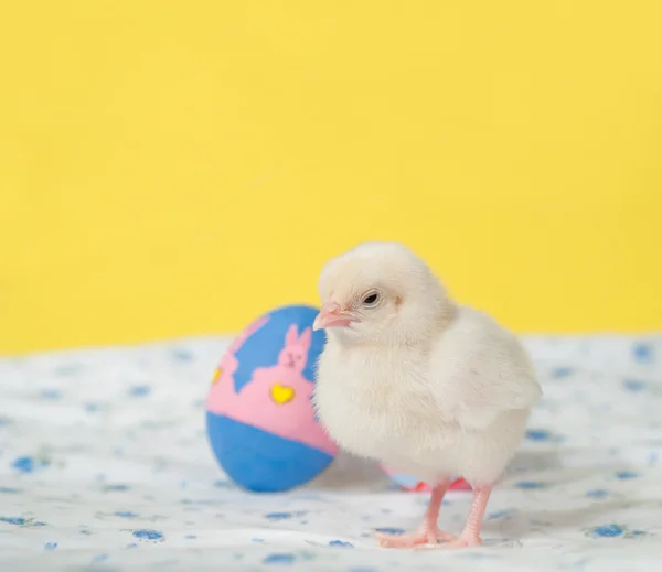 Recién nacido pollito de Pascua — Foto de Stock