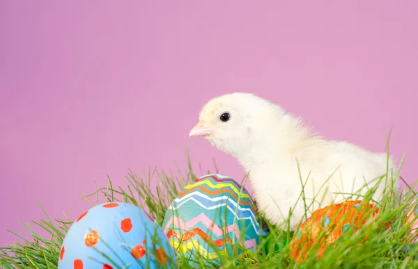 Yellow Easter chick in grass — Stock Photo, Image