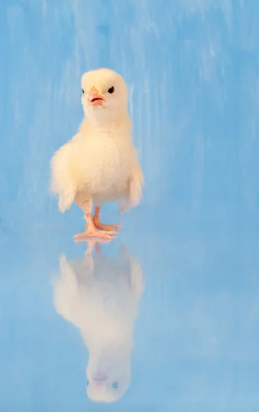Newly hatched Easter chick with reflection — Stock Photo, Image