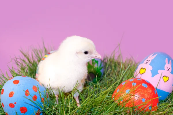 Adorable yellow Easter Chick in grass — Stock Photo, Image