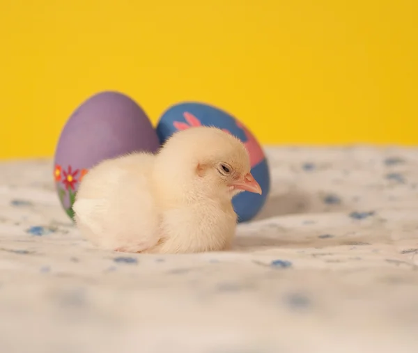Cansado pequeno pintinho de Páscoa dormindo ao lado de ovos de Páscoa coloridos — Fotografia de Stock