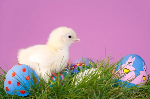Adorable newborn Easter chick — Stock Photo, Image