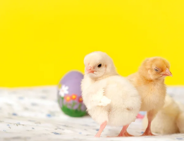 Piccoli pulcini di Pasqua con uova di Pasqua dipinte a mano — Foto Stock