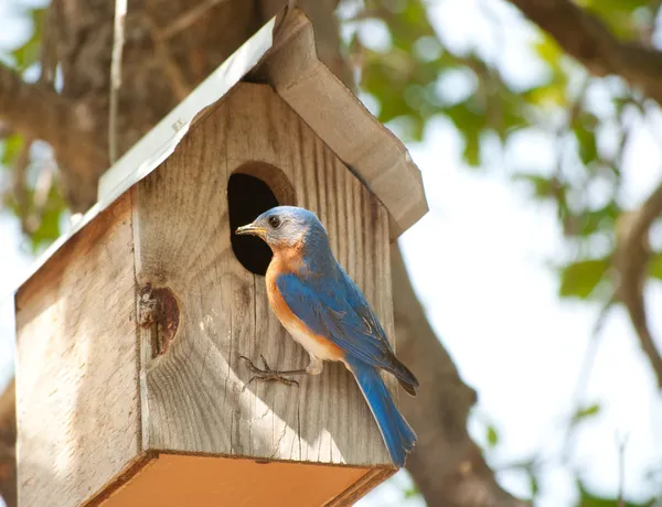 Erkek Doğu bluebird — Stok fotoğraf