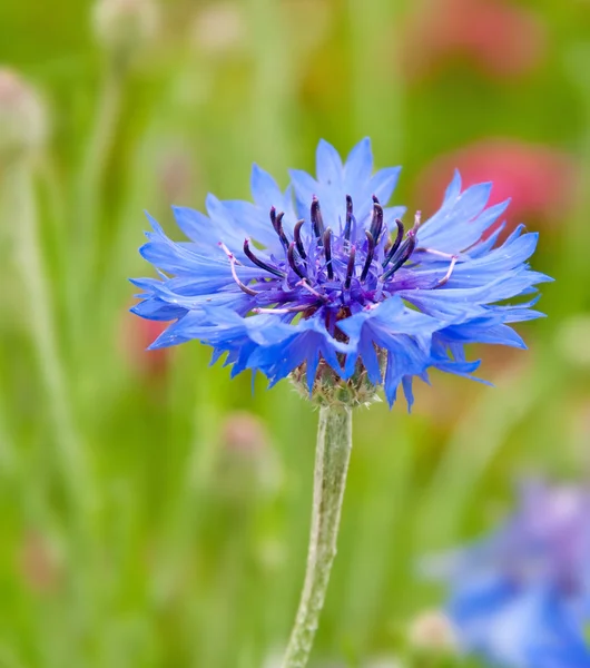 Single blue Corn Flower in garden — Stock Photo, Image